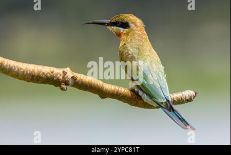 Mangia di api dalla coda blu [Merops philippinus] a Gardens by the Bay, Singapore Foto Stock