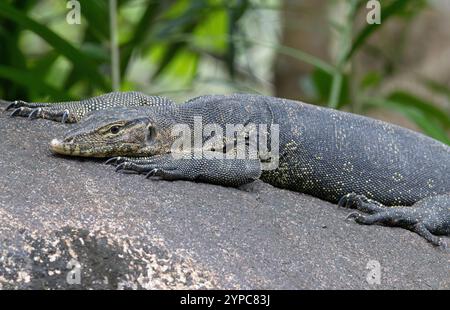 Malese Water monitor Lizard (Varanus salvator) a Gardens by the Bay, Singapore Foto Stock