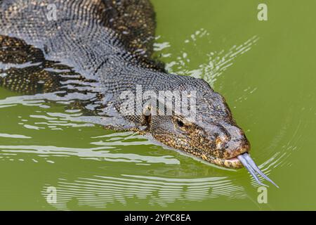 Malese Water monitor Lizard (Varanus salvator) a Gardens by the Bay, Singapore Foto Stock