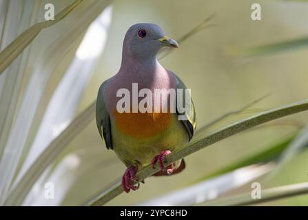 Piccione verde dal collo rosa maschile (Treron vernans) nei giardini della baia di Singapore Foto Stock