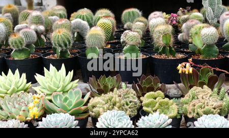 Vari tipi di cactus o cactus e succulenti piantati in vasi neri. Ci sono diversi cactus con forme e colori diversi. Foto Stock