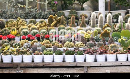 Vari tipi di mini cactus o cactus e succulente con colori e forme unici sono piantati in vasi bianchi. Foto Stock