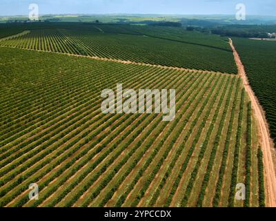 Vista aerea di un campo di caffè verde in Brasile Foto Stock
