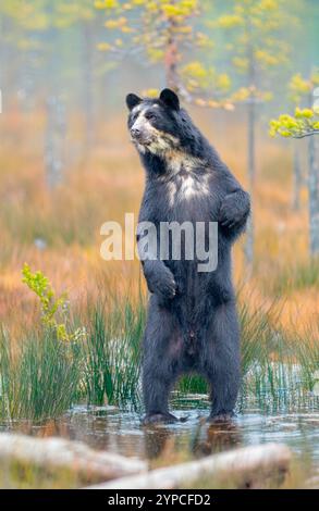 Orso selvatico sudamericano (Tremarctos ornatus). Foto Stock