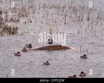 L'anatra maschile si erge da sola su un tumulo fangoso nella zona umida di Blacktoft Sands, circondato da Wigeons e da una femmina Mallard in una giornata di pioggia. REGNO UNITO Foto Stock