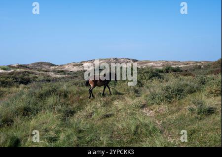 I cavalli selvatici Konik e i pony Exmoor vivono in un paesaggio di dune in una riserva naturale, per la gestione naturale delle dune per frenare la crescita degli arbusti, ne Foto Stock