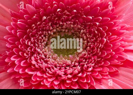 Il bellissimo fiore è disposto artisticamente su uno sfondo che aggiunge alla consistenza di questa pianta naturale Foto Stock