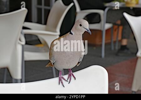 Un piccione si siede sul retro di una sedia bianca in un caffè, la Palma, Isole Canarie, Spagna, Europa Foto Stock
