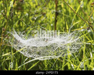 Ragnatela di ragno con gocce di rugiada, sbattuta tra steli di erba su un prato, a fine estate, Assia, Germania, Europa Foto Stock