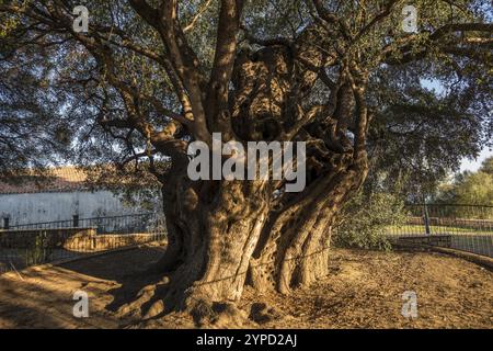 Antico olivo di 1000 anni, Santa Maria Navarrese, Parco Nazionale del Golfo di Orosei, Baunei, Nuoro, Sardegna, Italia, Europa Foto Stock