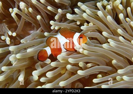 Un Ocellaris Clownfish (Amphiprion ocellaris) che nuota nei tentacoli di un anemone di mare di colore chiaro, sito di immersione Coral Garden, Menjangan, Bali, Indo Foto Stock