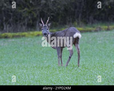 Roe Deer (Capreolus capreolus), in allerta sul prato con corna libere, contea dell'Assia, Germania, Europa Foto Stock