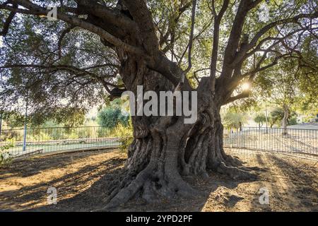 Antico olivo di 1000 anni, Santa Maria Navarrese, Parco Nazionale del Golfo di Orosei, Baunei, Nuoro, Sardegna, Italia, Europa Foto Stock