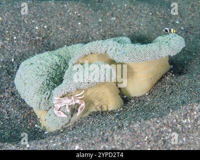 Un granchio di porcellana, granchio di porcellana maculato (Neopetrolisthes maculatus), seduto su un anemone di tappeto ondulato e verde di Haddon (Stichodactyla haddoni) Foto Stock