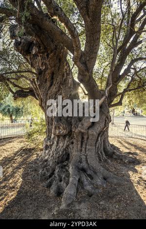 Antico olivo di 1000 anni, Santa Maria Navarrese, Parco Nazionale del Golfo di Orosei, Baunei, Nuoro, Sardegna, Italia, Europa Foto Stock