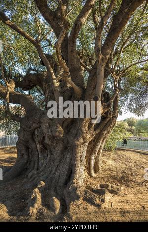 Antico olivo di 1000 anni, Santa Maria Navarrese, Parco Nazionale del Golfo di Orosei, Baunei, Nuoro, Sardegna, Italia, Europa Foto Stock