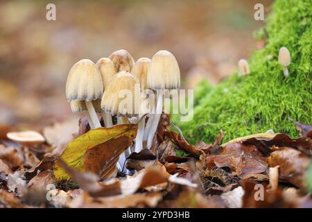 Mica Tintling (Coprinellus micaceus), Germania, Europa Foto Stock