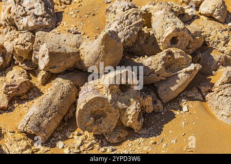 Rudisti, conchiglie di mare fossilizzate tubolari, deserto roccioso di Huqf, Penisola Araba, Sultanato dell'Oman Foto Stock