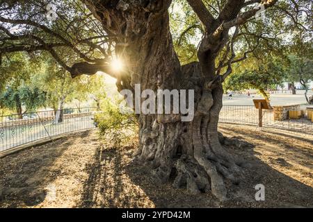 Antico olivo di 1000 anni, Santa Maria Navarrese, Parco Nazionale del Golfo di Orosei, Baunei, Nuoro, Sardegna, Italia, Europa Foto Stock