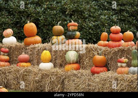 Diverse zucche dai colori autunnali brillanti, disposte su balle di paglia all'aperto, borken, muensterland, germania Foto Stock