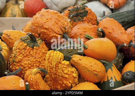 Collezione di zucche arancioni ruvide in una scatola di legno, texture in primo piano, borken, muensterland, germania Foto Stock