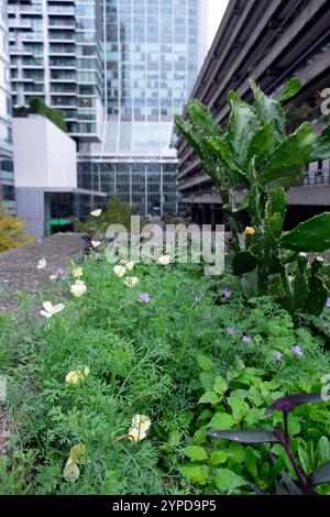 Piantatrice di giardini urbani sulla Barbican Estate con cactus perenni e fiori annuali papaveri papaveri californiani nella City di Londra Inghilterra Regno Unito KATHY DEWITT Foto Stock