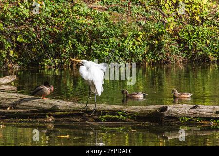 Great Egret con i Mallard Ducks su un tronco al Whitaker Ponds Nature Park di Portland, Oregon Foto Stock