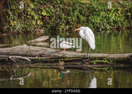 Great Egret con i Mallard Ducks su un tronco al Whitaker Ponds Nature Park di Portland, Oregon Foto Stock