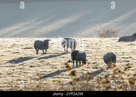 Pecore in un campo all'alba a Rainton Meadows Foto Stock