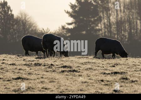 Pecore in un campo all'alba a Rainton Meadows Foto Stock