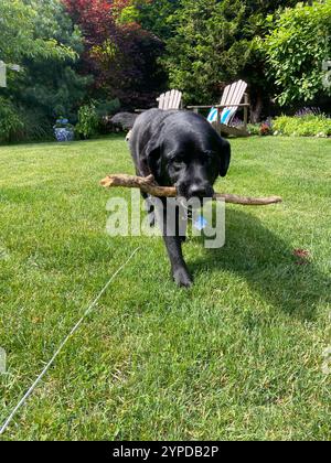 Black Labrador Retriever, che gioca con un bastone in un giardino vivace Foto Stock