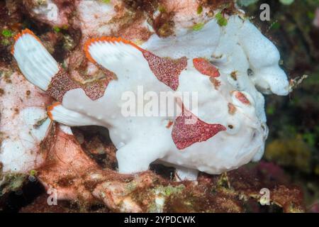 Rana di guerra, Antennarius maculatus, stretto di Lembeh, Sulawesi settentrionale, Indonesia Foto Stock