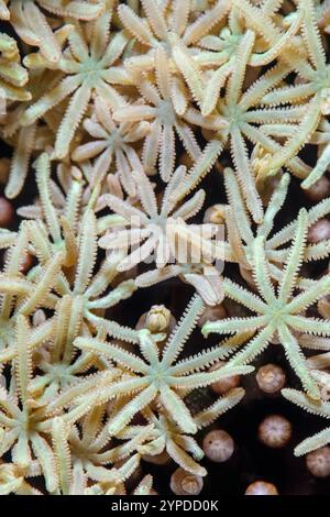 Organ Pipe Coral, Tubipora musica, Lembeh Strait, North Sulawesi, Indonesia Foto Stock