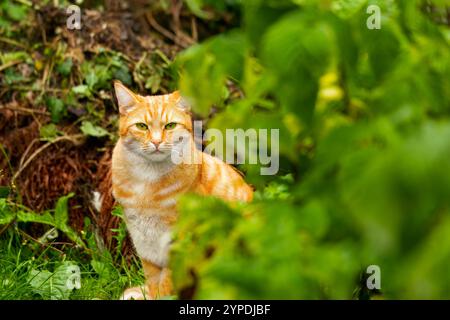 Gatto tabby arancione seduto in un lussureggiante giardino, circondato da vegetazione verde, con uno sguardo concentrato, che si fonde con l'ambiente naturale. Foto Stock