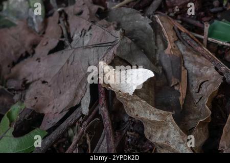 White Semiothisa Moth (Semiothisa sp.) Foto Stock
