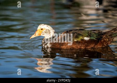 Anatra moscovita domestica su un lago (Cairina moschata) Foto Stock