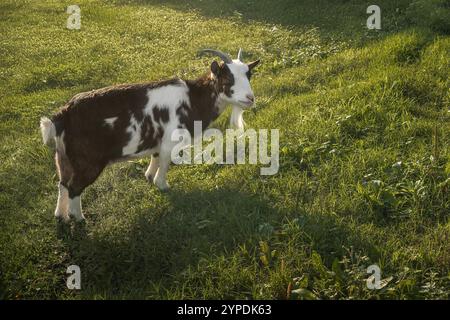 Capra domestica maschile (Capra hircus) Foto Stock