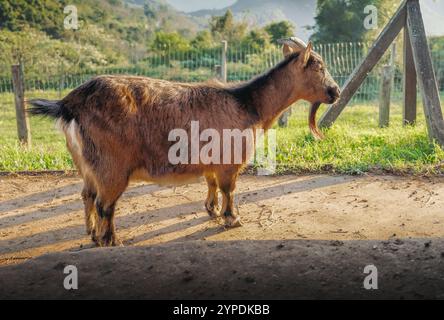 Capra domestica maschile (Capra hircus) Foto Stock