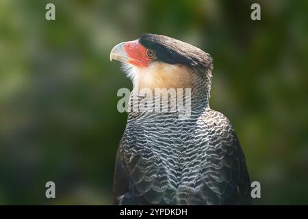 Crestato meridionale Caracara (Caracara plancus) Foto Stock