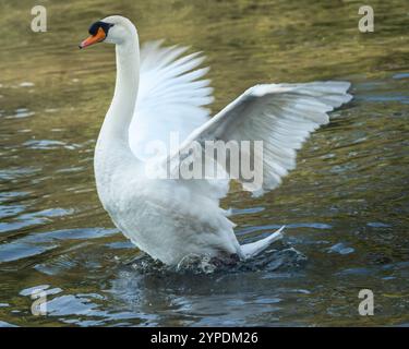 Il cigno muta sbatte le ali (Cygnus olor) Foto Stock