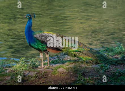 Peafowl indiano maschile (Pavo cristatus) - Pavone Foto Stock