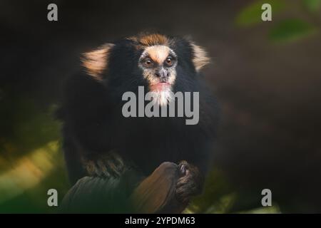 Scimmia di marmoset con ciuffo (Callithrix aurita) Foto Stock