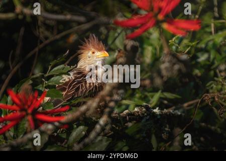 Uccello Guira Cuckoo (Guira guira) Foto Stock