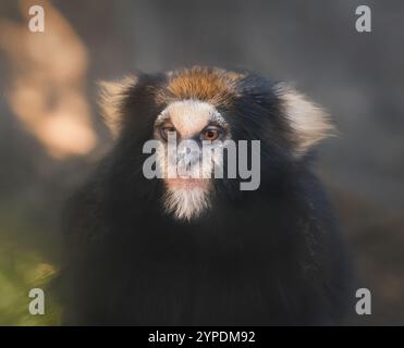 Scimmia di marmoset con ciuffo (Callithrix aurita) Foto Stock