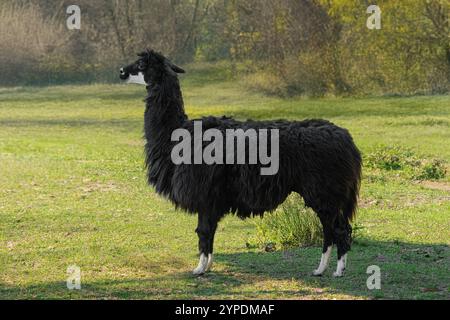 Alpaca nero sudamericano (Vicugna pacos) Foto Stock