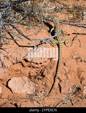 Lucertola di leopardo dal naso lungo (Gambelia wislizenii) su arenaria rossa a pennello nell'Arches National Park Utah Foto Stock