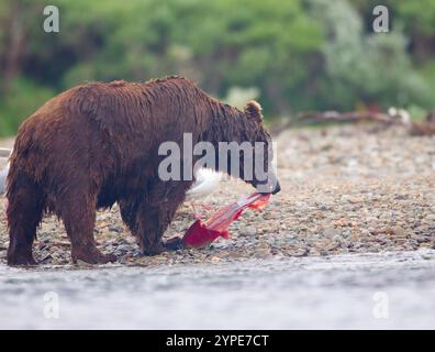 L'orso bruno dell'Alaska toglie la pelle dal salmone Foto Stock