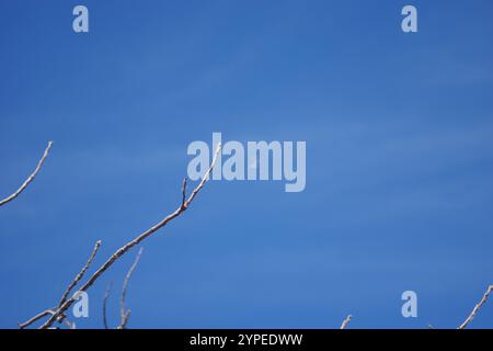 Cieli blu della California Foto Stock