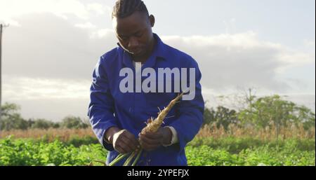 Vista frontale di un giovane agricoltore afroamericano in un campo agricolo biologico, che tira una parsn Foto Stock