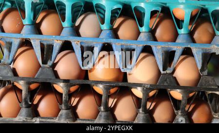 Ampia pila di uova marroni fresche in vassoi di plastica colorati Foto Stock